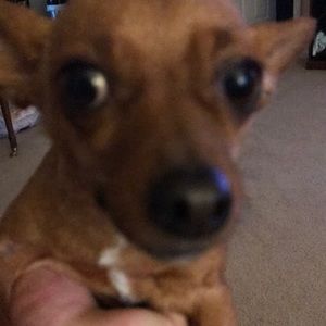 Meet your Posher, Chris